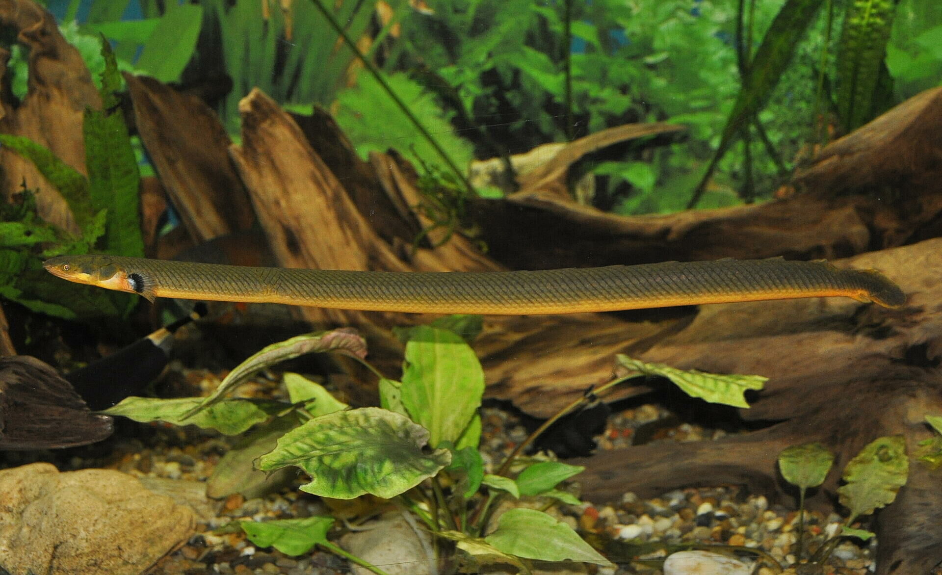 Imagem do Peixe Serpente